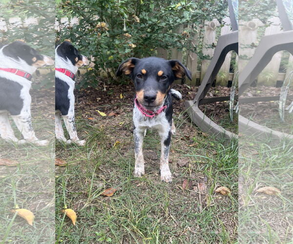 Medium Photo #3 Mutt Puppy For Sale in Garden City, NY, USA