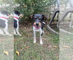 Small #2 Mutt