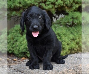 Labradoodle Puppy for sale in MILLERSTOWN, PA, USA