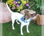 Small #1 Rat Terrier