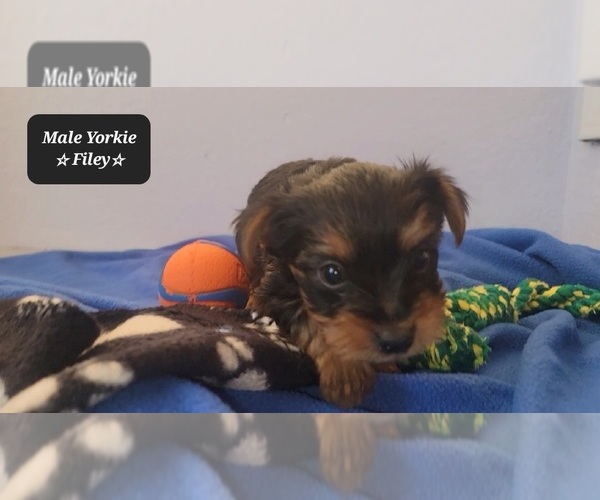 Medium Photo #3 Yorkshire Terrier Puppy For Sale in TUCSON, AZ, USA