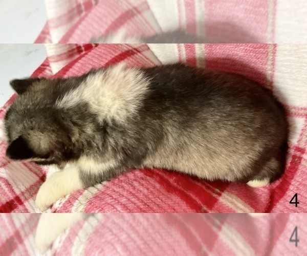 Medium Photo #15 Siberian Husky Puppy For Sale in DEARBORN, MO, USA