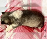 Small #14 Siberian Husky