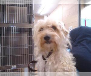 Poodle (Miniature)-Unknown Mix Dogs for adoption in Chula Vista, CA, USA