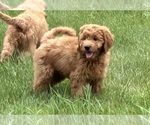 Puppy Puppy 9 Goldendoodle (Miniature)