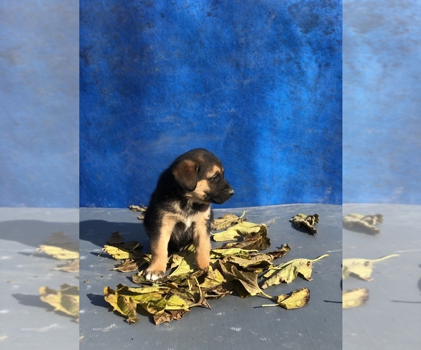 Medium Photo #9 Australian Shepherd-Saint Bernard Mix Puppy For Sale in BAKERSFIELD, CA, USA