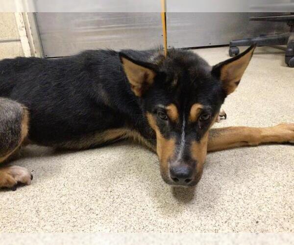 Medium Photo #1 American Pit Bull Terrier-Unknown Mix Puppy For Sale in Riverside, CA, USA