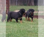 Small #2 Rottweiler