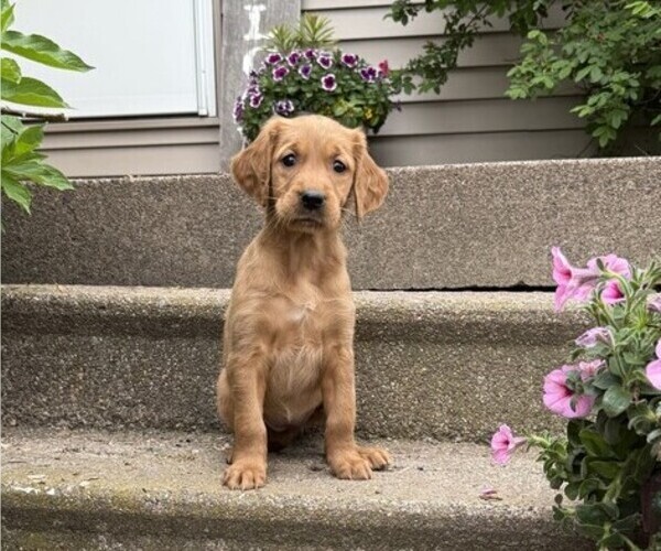 Medium Photo #1 Golden Retriever Puppy For Sale in THORP, WI, USA