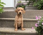 Small Golden Retriever
