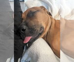 Small #3 American Bulldog-Doberman Pinscher Mix