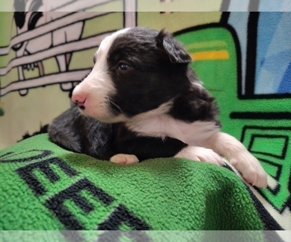 Medium Photo #24 Border Collie Puppy For Sale in NORBORNE, MO, USA