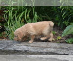 Small Photo #31 Golden Retriever Puppy For Sale in GREENWOOD, WI, USA