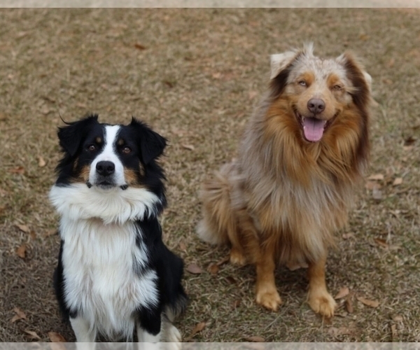 Medium Photo #6 Miniature American Shepherd Puppy For Sale in DAWSON, GA, USA