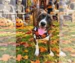 Small Photo #3 Bullboxer Pit Puppy For Sale in Southbury, CT, USA