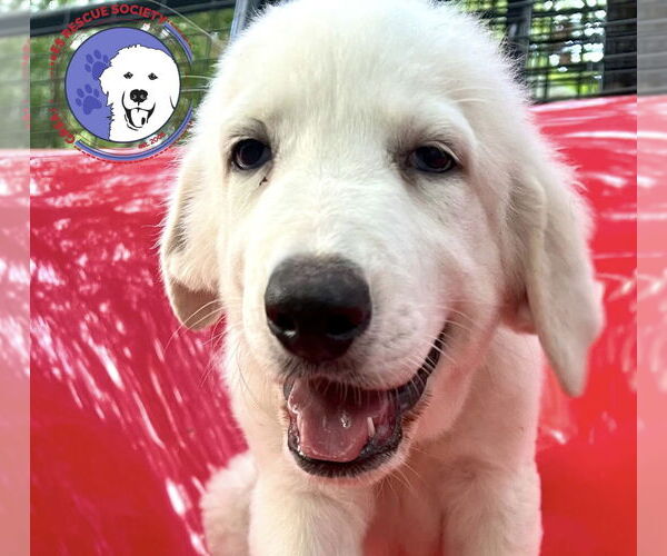 Medium Photo #1 Great Pyrenees Puppy For Sale in Spring, TX, USA