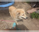Small #3 Golden Retriever