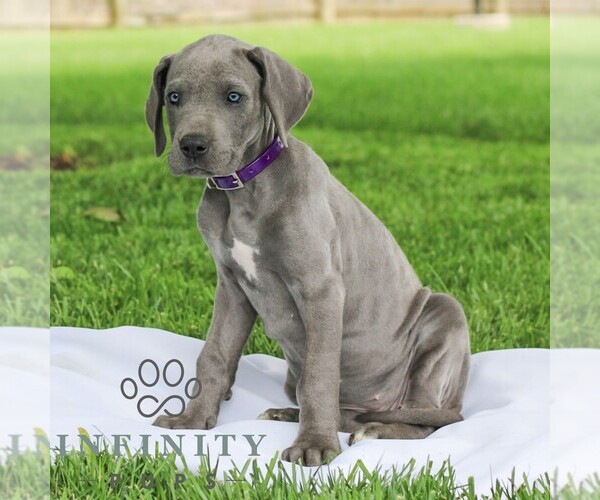 Medium Photo #3 Great Dane Puppy For Sale in LITITZ, PA, USA