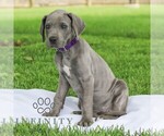 Small #2 Great Dane