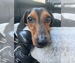 Small #4 Dachshund