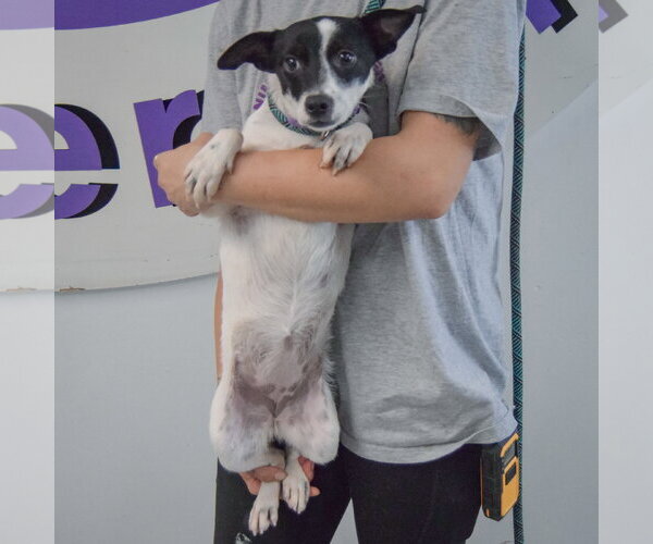 Medium Photo #4 Dachshund-Unknown Mix Puppy For Sale in Huntley, IL, USA