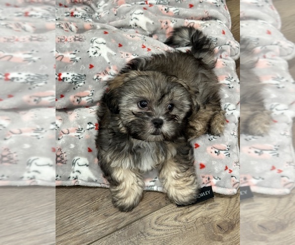 Medium Photo #1 Shih Tzu Puppy For Sale in LUBBOCK, TX, USA