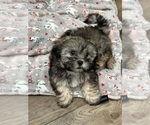 Small Photo #1 Shih Tzu Puppy For Sale in LUBBOCK, TX, USA