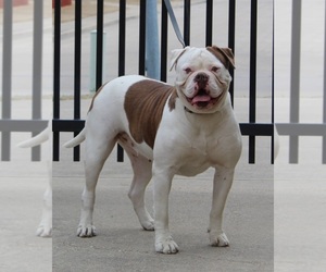 Mother of the American Bulldog puppies born on 05/12/2025