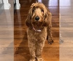 Small Photo #1 Goldendoodle Puppy For Sale in AVA, MO, USA