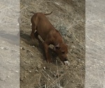 Small Photo #89 Rhodesian Ridgeback Puppy For Sale in MORONGO VALLEY, CA, USA