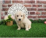 Small #7 English Cream Golden Retriever