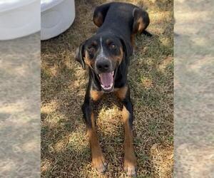 RICKY - Male Bluetick Coonhound-Unknown Mix Dog for Adoption - Photo #3