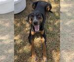 Small #2 Bluetick Coonhound Mix