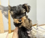 Litter of 4 - Male(s) and Female(s) Yorkshire TerrierLitter of Puppies for Sale - Photo #9