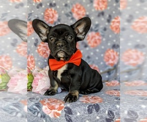 Beabull-French Bulldog Mix Puppy for sale in HONEY BROOK, PA, USA