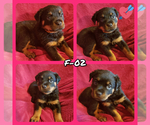 Small Photo #3 Rottweiler Puppy For Sale in EDEN, IN, USA