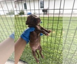 Small #2 American Pit Bull Terrier