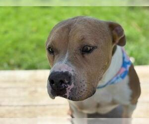 American Pit Bull Terrier Dogs for adoption in Tulsa, OK, USA