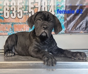 Cane Corso Puppy for Sale in PROVIDENCE, Kentucky USA