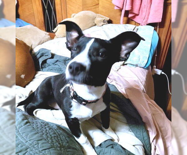 Medium Photo #2 Mountain Cur-Plott Hound Mix Puppy For Sale in Rutherfordton, NC, USA