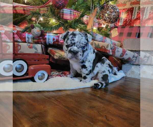 Medium Photo #2 French Bulldog Puppy For Sale in WENTZVILLE, MO, USA