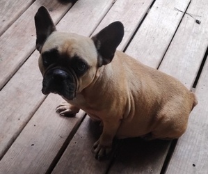 French Bulldog Puppy for Sale in NEW WAVERLY, Texas USA