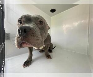 Mutt Dogs for adoption in Houston, TX, USA