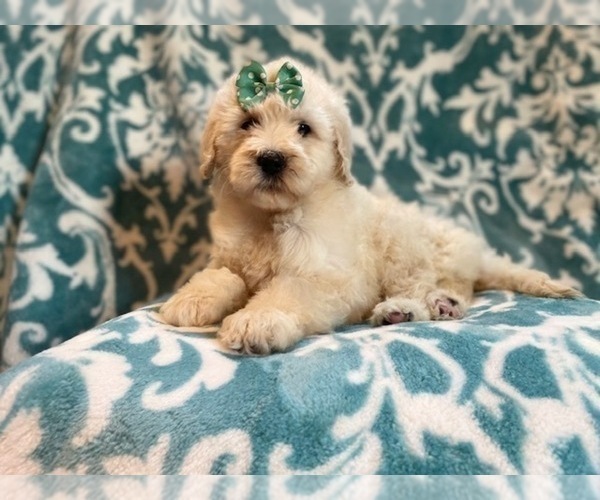 Medium Photo #11 Poodle (Standard) Puppy For Sale in LAKELAND, FL, USA