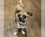 Small Mutt