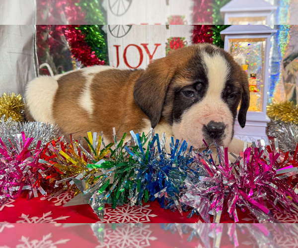 Medium Photo #3 Saint Bernard Puppy For Sale in ORWELL, OH, USA