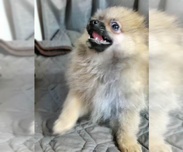 Medium Photo #2 Pomeranian Puppy For Sale in CONWAY, SC, USA