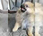 Small Photo #2 Pomeranian Puppy For Sale in CONWAY, SC, USA