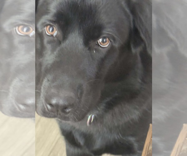 Medium Photo #6 Labsky Puppy For Sale in Holly Springs, NC, USA