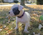Puppy Puppy 4 American Bulldog